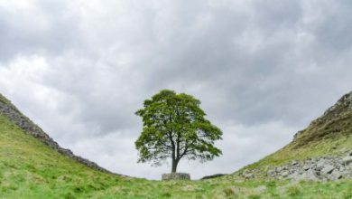 Kevin Costner’s ‘Robin Hood’ tree is at the heart of a criminal trial
